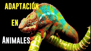 Estos son los diferentes tipos de adaptaciones en animales [upl. by Alysoun]