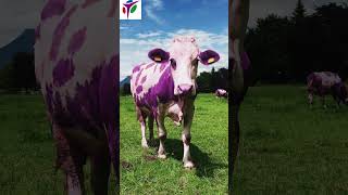 Purple Cow Vol 1 Ep 10  Rajan Arora 3T  Minutes Mastery a bitesized learning series education [upl. by Asial]