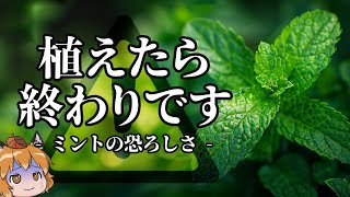 【絶対NG】ミントを庭にまかないで下さい。地獄になります [upl. by Mischa]