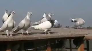 SABZ SHIRAZI MIX PIGEONS OF RASHID ALI SHAH  PART 2 [upl. by Joe714]