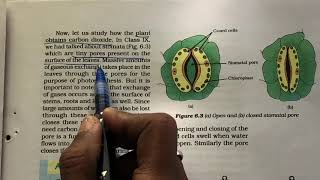 2 autotrophic nutrition class 10 biology life processes NCERT [upl. by Kennett]