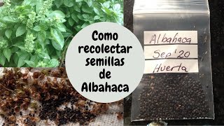 RECOLECTANDO SEMILLAS DE ALBAHACA DE LA HUERTA [upl. by Travis223]