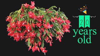 How to Grow and Care for the Thanksgiving Cactus [upl. by Rooney]