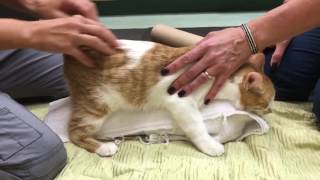 Feline Cerebellar Hypoplasia Physical Rehabilitation Session [upl. by Ervin]