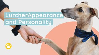 Lurcher Appearance and Personality [upl. by Airrotal]