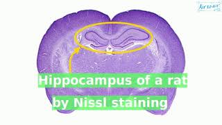 Nissl staining [upl. by Erait]