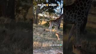 Giraffe Kicks incapacitated Lion wildlife [upl. by Dopp]