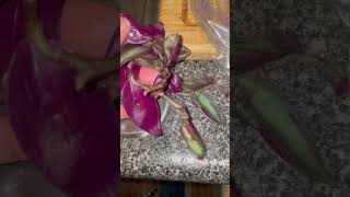 Trying to Save Tradescantia zebrina BKA Silver Inch Plant [upl. by Aremmat]