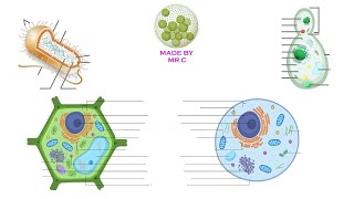 Cell types and Organelles vodcast [upl. by Maxia]