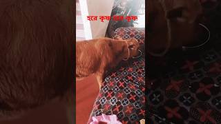 🐂রানীর মুড়ি বিস্কুট চানাচুর খাওয়া শেষ।🙏🌹👍shortvideo shortsfeed trandingshort youtube [upl. by Yrogerg235]