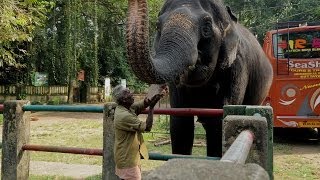 Must See India Elephant Orphanage Kerala [upl. by Annailuj]