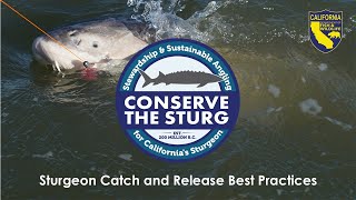 Sturgeon  Catch and Release Best Practices [upl. by Nalo]