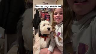 10 Noises dogs react to ￼ dog dogsound puppy [upl. by Ecirtap]