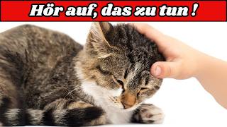 WARNUNG Das musst du wissen bevor du den Kopf deiner Katze streichelst DU WIRST ÜBERRASCHT SEIN [upl. by Ayisan213]