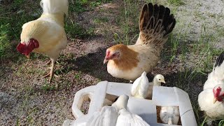 feeding baby chickens hens and roster  funny chicks [upl. by Rennerb]