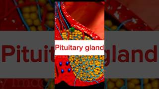 Pituitary gland short shorts ytshorts viralvideo pituitarygland short video 3d animation [upl. by Sheri]