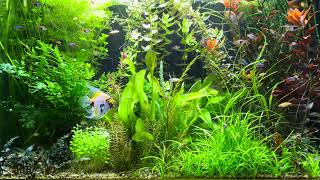 10 Minute Screen Scene  Planted Freshwater Aquarium [upl. by Arimas]