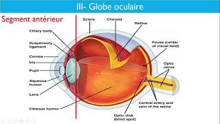 Anatomie de lappareil visuel  Dr Layadi CHU Bab El Oued [upl. by Raffarty]