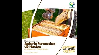 Multiplicación del Apiario quotFormación de Núcleosquot [upl. by Lichter164]