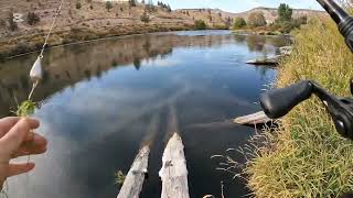 Steelhead Deschutes River nice 2024 [upl. by Spalla]