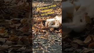 С ними всегда хорошо music edmhousemusicanimals catloverdeephouse backgroundmusicchilllive [upl. by Iduj]