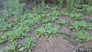 mullein [upl. by Pejsach]