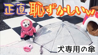 みんなに笑われますが老犬チワワが快適に散歩出来る犬専用の傘はこちら！ [upl. by Flory]