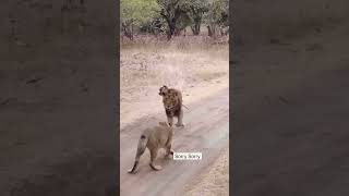 Leopards spine broken by lion animals wildanimals shortfeed shortsyoutube shortvideo lion [upl. by Nyrrek198]