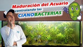 Maduración de Acuario controlando las Cianobacterias [upl. by Ailecara]