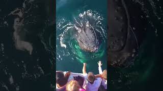 Humpback Whale Say Hello Kids Whales Sounds shorts blissfulsleep whale [upl. by Ajna]