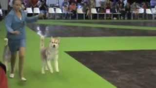 world dog show bad behavior [upl. by Yborian]