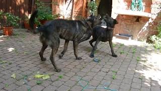 Cao de Castro Laboreiro Herdenschutzhund [upl. by Dremann]