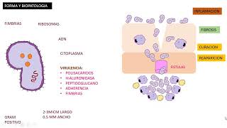 Actinomicosis Actinomyces Israelii [upl. by Svend538]