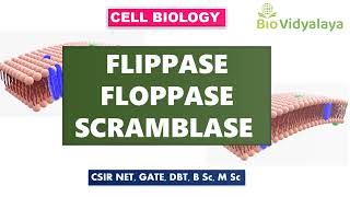 Cell Biology Flippase Floppase and Scramblase  Membrane Asymmetry  CSIR  GATE  DBT  ICMR [upl. by Aiel]