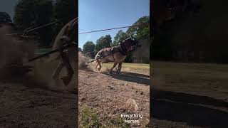 Kicking up a lot of dirt horse belgiandrafthorse drafthorses pulls [upl. by Lindbom]