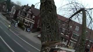 Poplar Tree Removal Stockport [upl. by Ardnu]