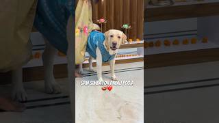 Kesa Lag Raha hai Simba😍❤️ doglover dogshorts diwali2024 ytshorts festival grwm [upl. by Jacinta748]