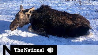 Climate change ticks and the moose population [upl. by Sallee472]