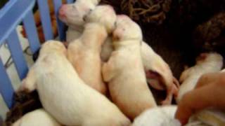 Newborn Dalmatian Puppies [upl. by Rainer]