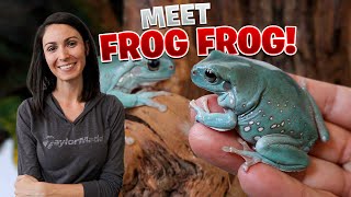 I Can’t Believe How Amazing These Frogs Are Unboxing Whites Tree Frogs [upl. by Nnylatsyrk252]