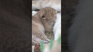 Newborn lion cub wildlife reaction lion lioness lioncubs animals safari shortsvideo [upl. by Mariand]