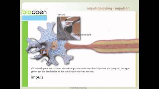 Biodoen  impulsgeleiding 1 van 5 [upl. by Chavez546]