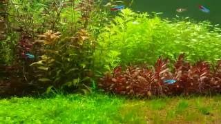 New school of 30 harlequin rasboras [upl. by Opportuna]