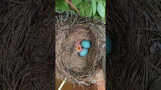 American Robin Nest with Blue Eggs and First Hatched Nestling [upl. by Beaufert]