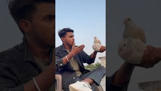 Kabuter ka sacha pyar ☠️🕊️👀petlovers pigeon shortfeed yt viralvideo spkabuterclub 😅🙏 [upl. by Ennaecarg]