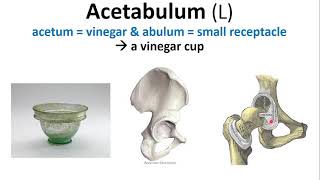 Greek amp Latin Anatomy 1  A [upl. by Alisa]