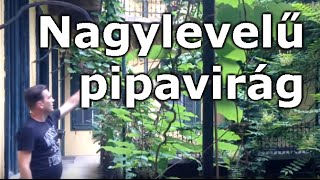 Aristolochia durior  Nagylevelű pipavirágPipavirágú farkasalma [upl. by Arriec]