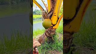 Small Tree Big Coconut 🥥 satisfying coconut fruit cuttingskills shorts [upl. by Rento]