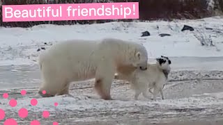 POLAR BEAR AND DOG ARE BEST FRIENDS [upl. by Irol]