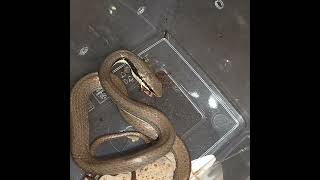 Liopeltis tricolor snake eating Blatta lateralis roach [upl. by Eremaj]